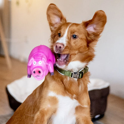Nobby Latex Hundespielzeug Schwein - 21 cm - grunzt Apportierspielzeug Squeaker