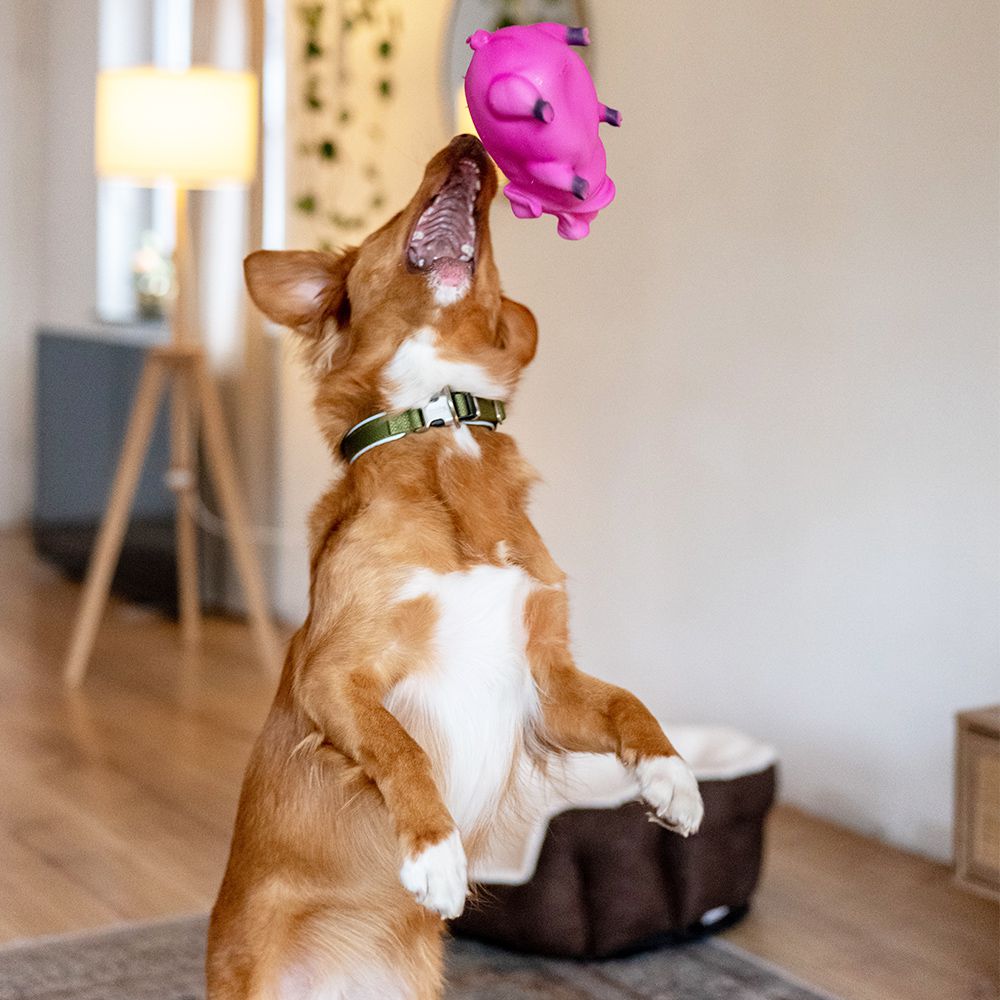 Nobby Latex Hundespielzeug Schwein - 21 cm - grunzt Apportierspielzeug Squeaker