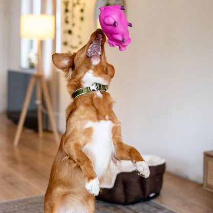 Nobby Latex Hundespielzeug Schwein - 21 cm - grunzt Apportierspielzeug Squeaker