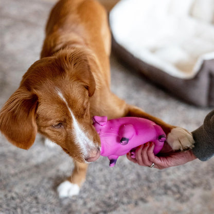 Nobby Latex Hundespielzeug Schwein - 21 cm - grunzt Apportierspielzeug Squeaker