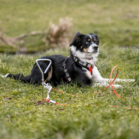 Nobby Anlegespirale mit Seil Anlegepflock Erdanker Hund Sicherung für Unterwegs