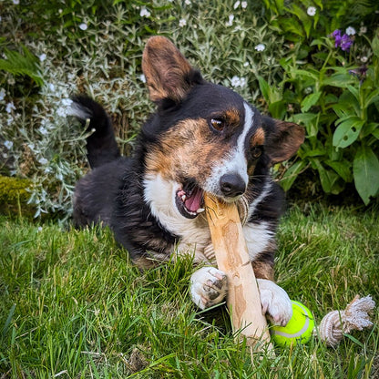 Nobby Kaffeeholz mit Hanfseil und Ball - S/M/L - Kauspielzeug Apportierspielzeug