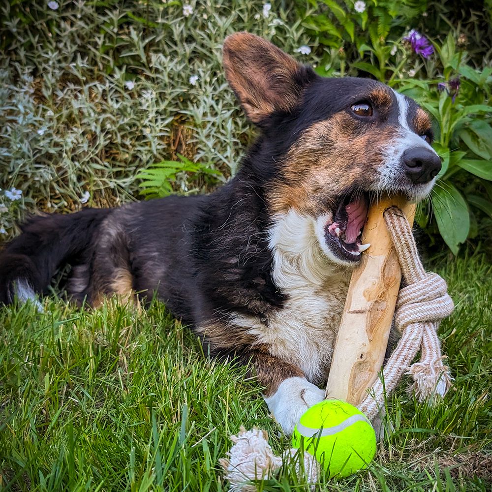 Nobby Kaffeeholz mit Hanfseil und Ball - S/M/L - Kauspielzeug Apportierspielzeug