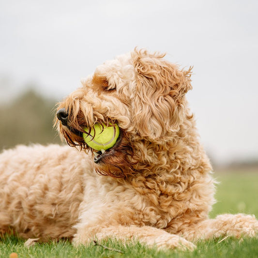 Nobby Tennisball - gelb - Apportierspiel Ball für Hund mit und ohne Quietschie