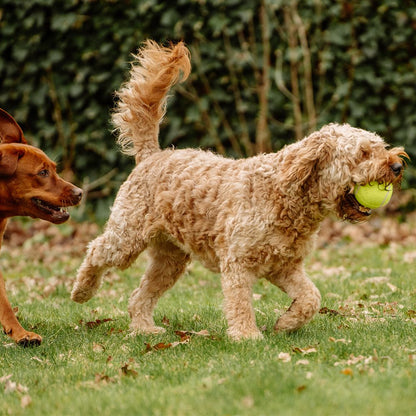Nobby Tennisball - gelb - Apportierspiel Ball für Hund mit und ohne Quietschie