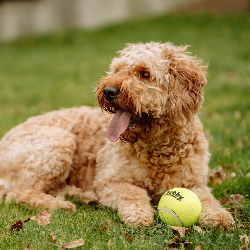Nobby Tennisball - gelb - Apportierspiel Ball für Hund mit und ohne Quietschie
