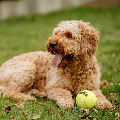 Nobby Tennisball - gelb - Apportierspiel Ball für Hund mit und ohne Quietschie