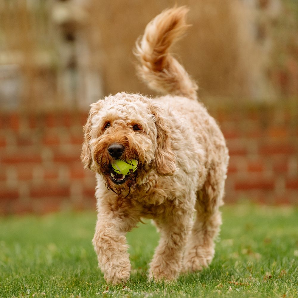 Nobby Tennisball - gelb - Apportierspiel Ball für Hund mit und ohne Quietschie