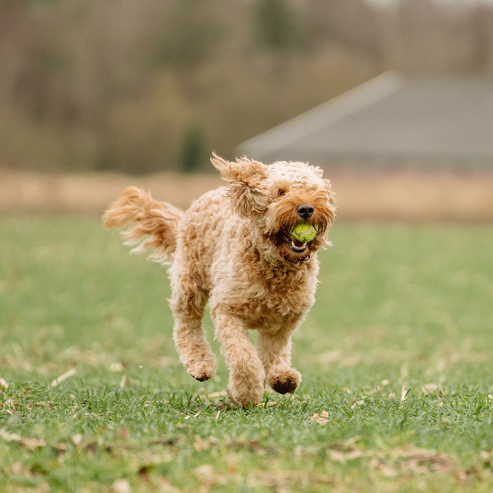 Nobby Tennisball - gelb - Apportierspiel Ball für Hund mit und ohne Quietschie