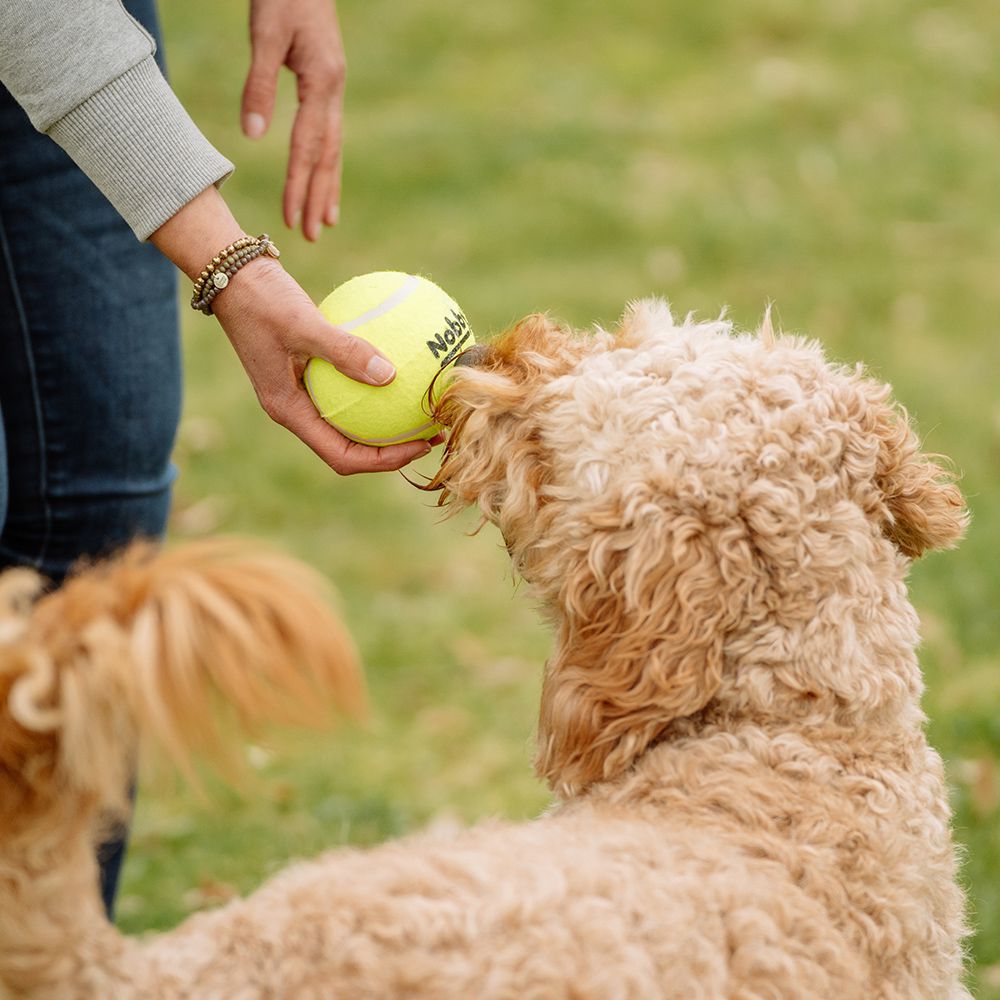 Nobby Tennisball - bunt - Apportierspiel Ball für Hund mit und ohne Quietschie