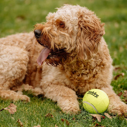 Nobby Tennisball - bunt - Apportierspiel Ball für Hund mit und ohne Quietschie