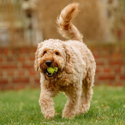 Nobby Tennisball - bunt - Apportierspiel Ball für Hund mit und ohne Quietschie