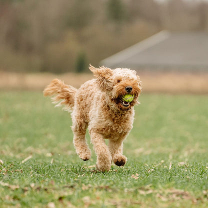 Nobby Tennisball - bunt - Apportierspiel Ball für Hund mit und ohne Quietschie