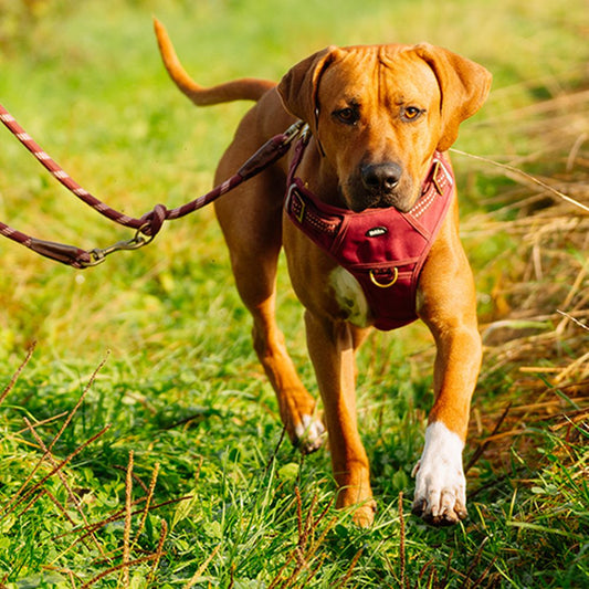 Nobby Geschirr SPORTY - Canvas/Neopren - reflektiert - Hundegeschirr Komfortgeschirr