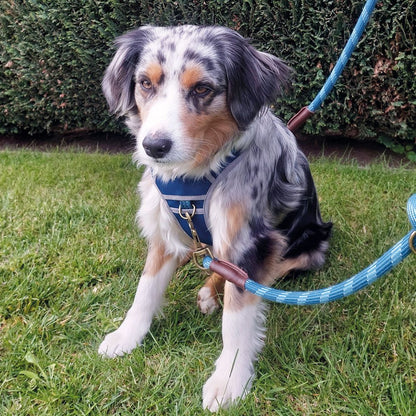 Nobby Geschirr SPORTY - Canvas/Neopren - reflektiert - Hundegeschirr Komfortgeschirr