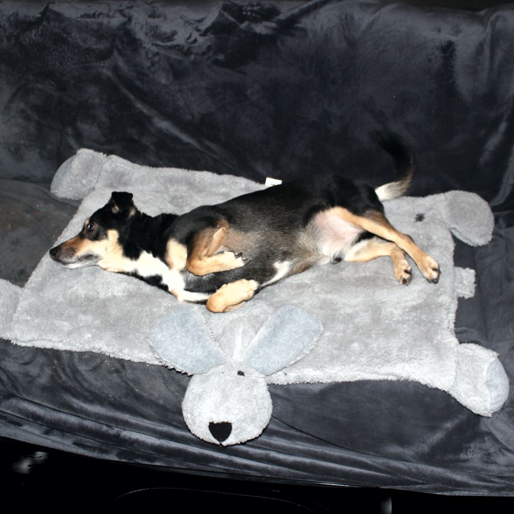 Nobby Kuschelmatte DOGGY - Spielmatte Schutzdecke Schlafplatz Hundematte - grau