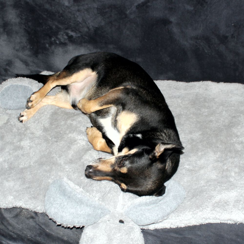 Nobby Kuschelmatte DOGGY - Spielmatte Schutzdecke Schlafplatz Hundematte - grau