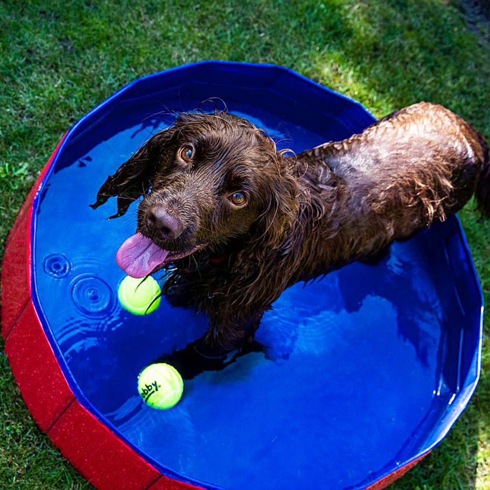 Nobby DOGGY POOL 80/120/160 cm - S/M/L - rot/blau - Hundepool - Swimmingpool