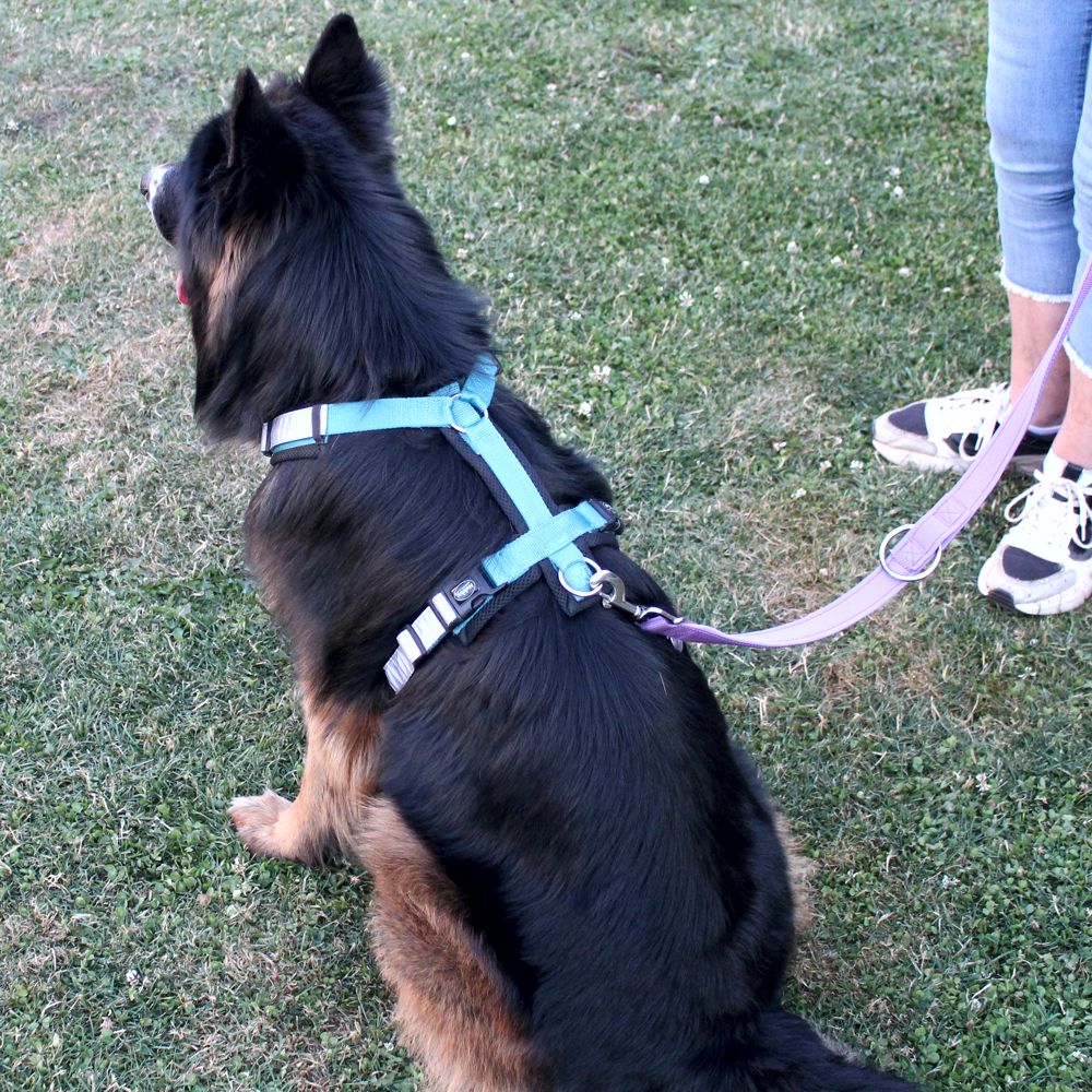 Nobby Y-Geschirr DAILY WALK COMFORT - Hundegeschirr Komfortgeschirr reflektiert