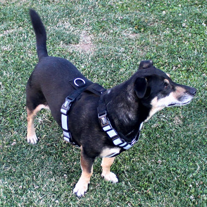 Nobby Y-Geschirr DAILY WALK COMFORT - Hundegeschirr Komfortgeschirr reflektiert