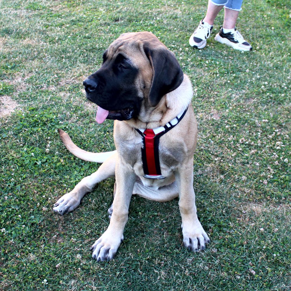 Nobby Y-Geschirr DAILY WALK COMFORT - Hundegeschirr Komfortgeschirr reflektiert