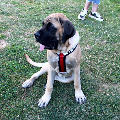 Nobby Y-Geschirr DAILY WALK COMFORT - Hundegeschirr Komfortgeschirr reflektiert