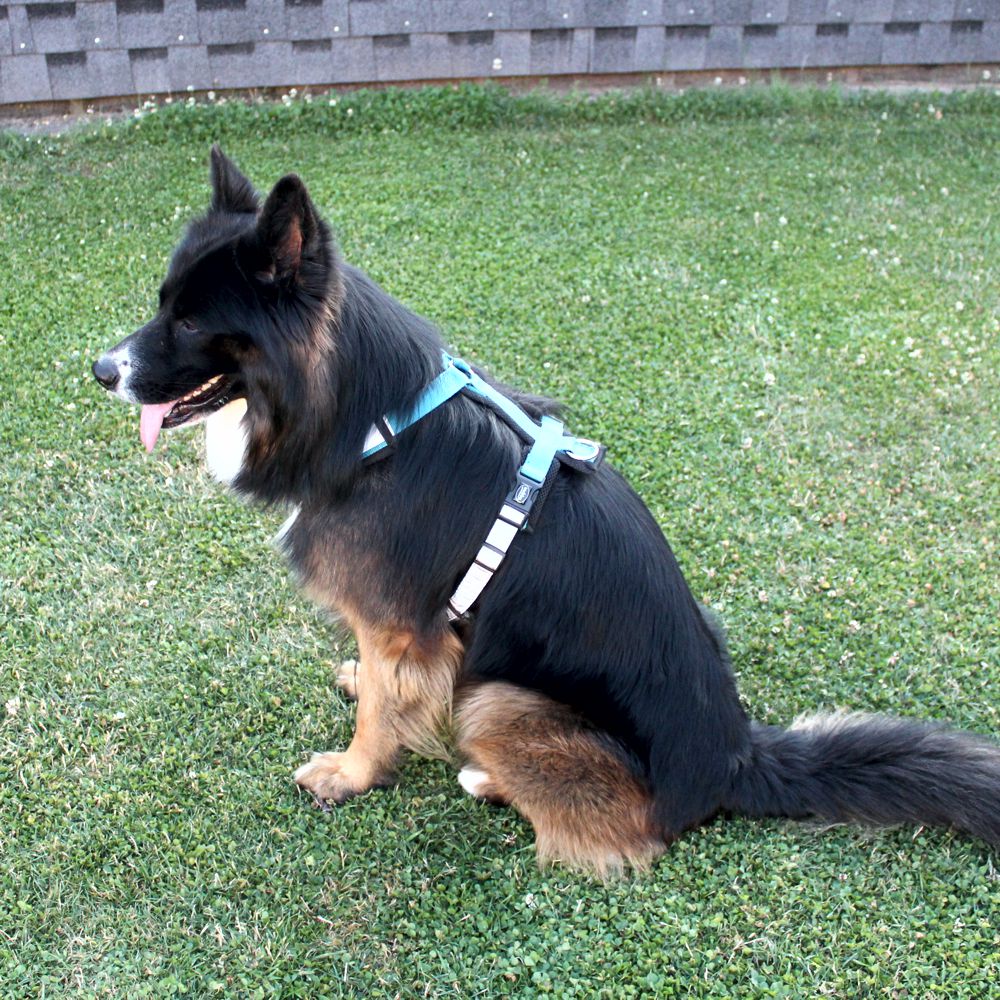 Nobby Y-Geschirr DAILY WALK COMFORT - Hundegeschirr Komfortgeschirr reflektiert