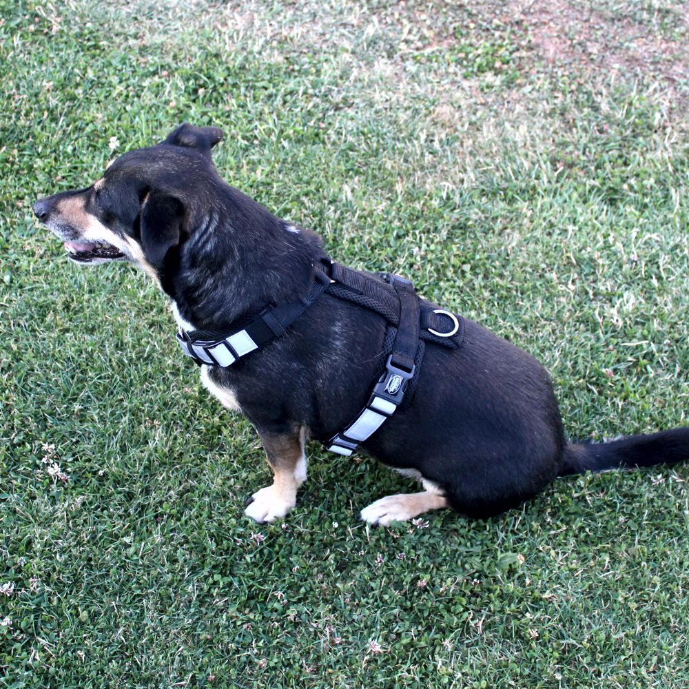 Nobby Y-Geschirr DAILY WALK COMFORT - Hundegeschirr Komfortgeschirr reflektiert