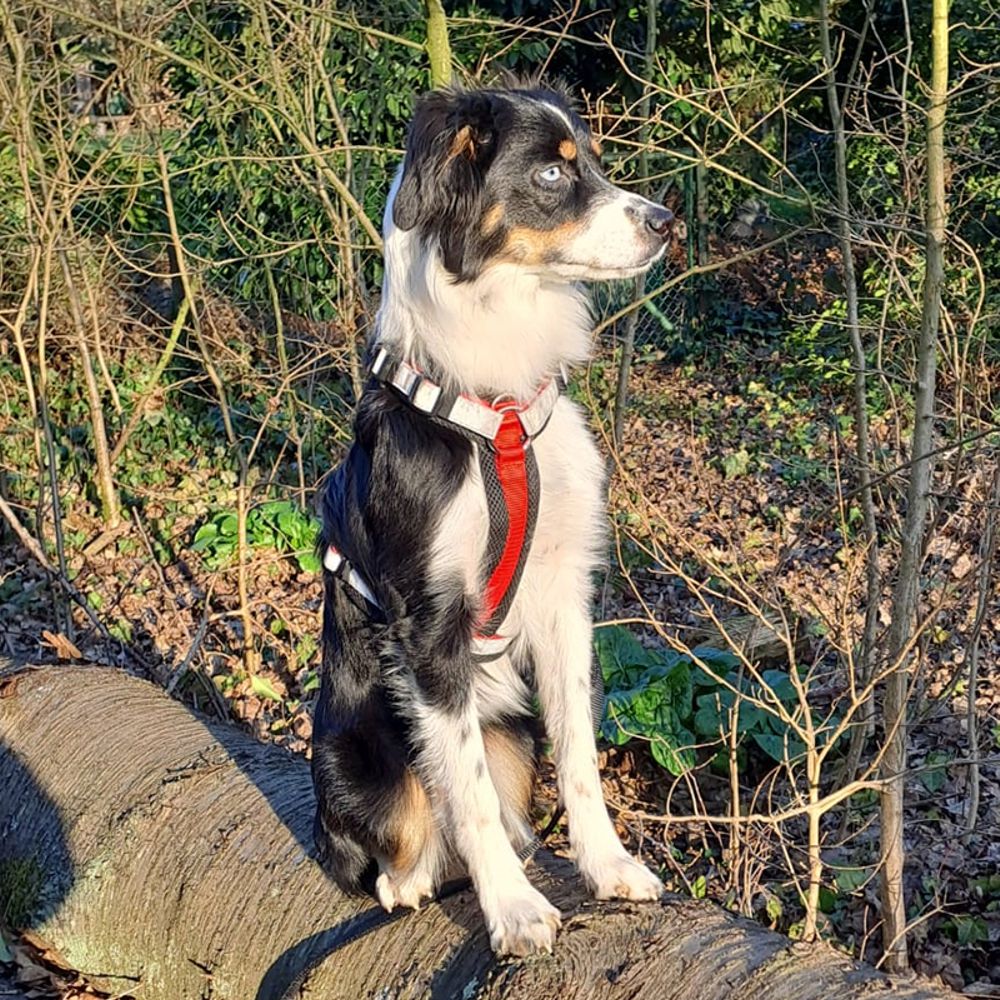 Nobby Y-Geschirr DAILY WALK COMFORT - Hundegeschirr Komfortgeschirr reflektiert