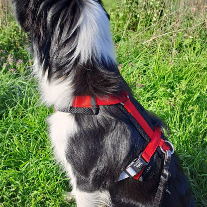 Nobby Y-Geschirr DAILY WALK COMFORT - Hundegeschirr Komfortgeschirr reflektiert
