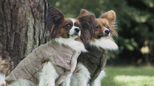 Designed by Lotte Hundemantel VICTORIA - beige - Hundejacke Hundepullover