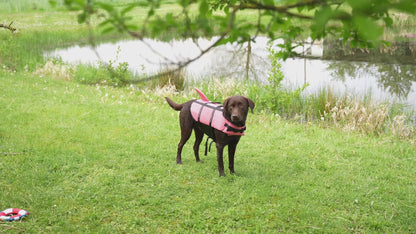 Nobby Schwimmhilfe SHARKI für Hunde - blau/pink - Rettungsweste - Schwimmweste