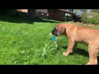 Nobby Puppy-Set - TPR Welpenspielzeug mit Seil/Schweinchen/Tennisball quietscht - Hundespielzeug