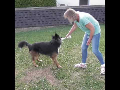 Beeztees Knotenseil - weiß - XS-XL - Baumwoll-Seil Zerrspiel Spielseil Kauseil