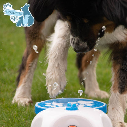 CoolPets Wasserfontaine SPLASH - Hundetränke - Wasserspender - Trinkbrunnen