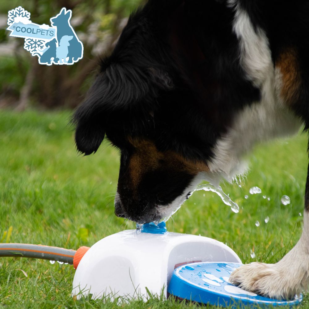 CoolPets Wasserfontaine SPLASH - Hundetränke - Wasserspender - Trinkbrunnen